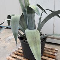 Pianta