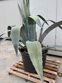 Pianta