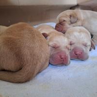 Cuccioli di labrador