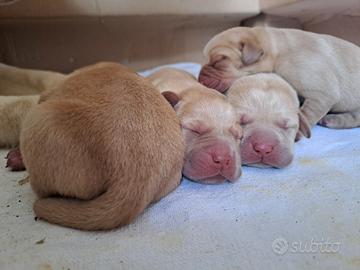 Cuccioli di labrador