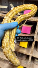 Pantherophis guttatus