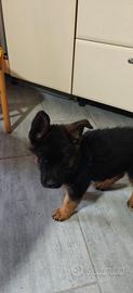 ZARA, CUCCIOLA PASTORE TEDESCO, SANGUE DI CAMPIONI