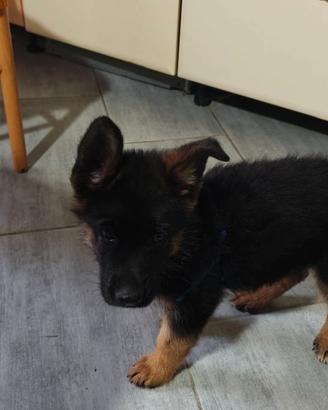 ZARA, CUCCIOLA PASTORE TEDESCO, SANGUE DI CAMPIONI