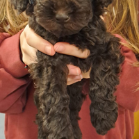 Barboncino marrone cioccolato