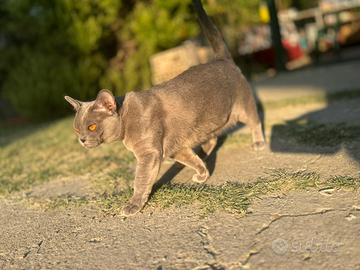 Gatta Burmese