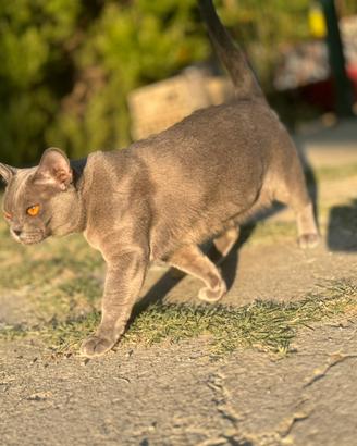 Gatta Burmese