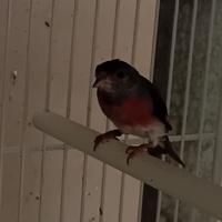 Cardinalini del venezuela