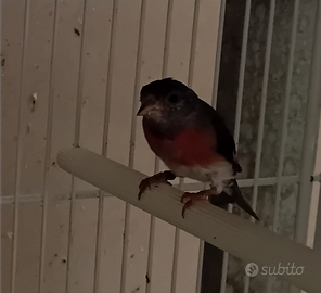 Cardinalini del venezuela