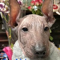 Cuccioli di Xoloitzcuintli (Cane Nudo Messicano)