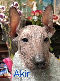 Cuccioli di Xoloitzcuintli (Cane Nudo Messicano)