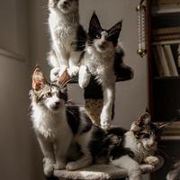 Maine coon con pedigree ANFI