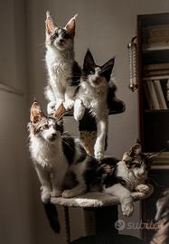 Maine coon con pedigree ANFI