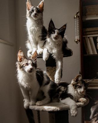 Maine coon con pedigree ANFI