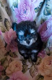Cuccioli di Pomapoo
