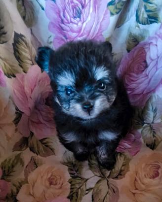 Cuccioli di Pomapoo