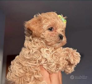 Barboncino mini toy asiatico con genitori visibili