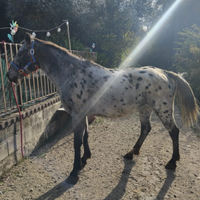 Cavallo appalosa