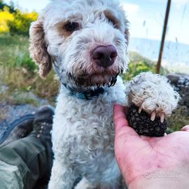 Lagotto maschio riproduttore Selezionato per monte