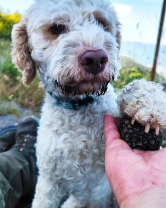 Lagotto maschio riproduttore Selezionato per monte