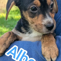 Cuccioli allettanti