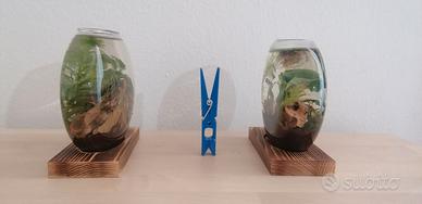 Mini acquario con piante vere