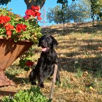 Cuccioli Labrador