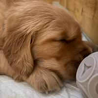 Cuccioli Golden Retreiver