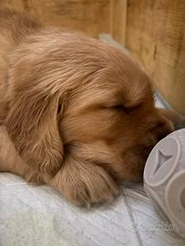 Cuccioli Golden Retreiver