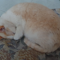 Gatto sterilizzato