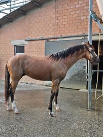 Cavallo puledro sportivo