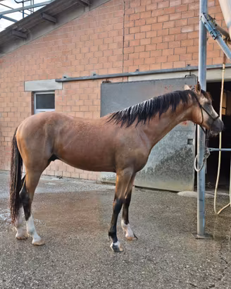 Cavallo puledro sportivo