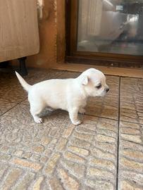 Cucciola chihuahua
