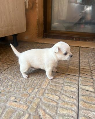 Cucciola chihuahua