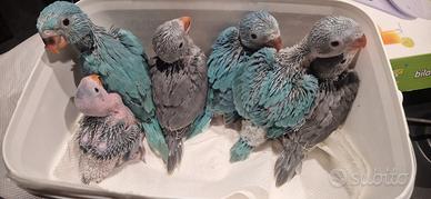 Pappagalli che parlano