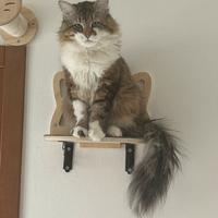 Gatto Siberiano per accoppiamento
