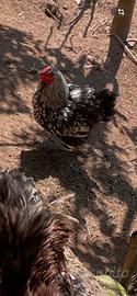 Gallo Wyandotte