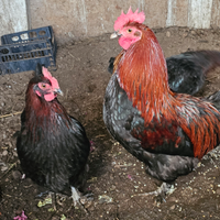 Galline marans