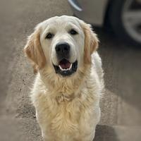 Cucciolona di Golden Retriever