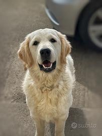 Cucciolona di Golden Retriever