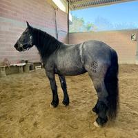 Mezza fida cavallo Norico