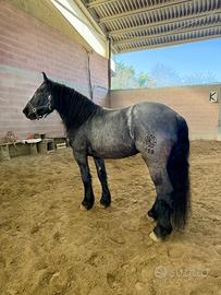 Mezza fida cavallo Norico