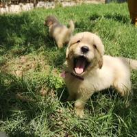 Golden retriever cuccioli