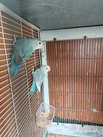 Coppie insepabili NT