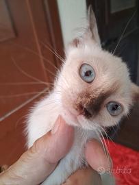Siamese femmina
