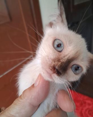 Siamese femmina