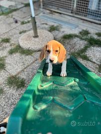 Cucciolone Beagle