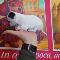 Chihuahua mini toy femmina