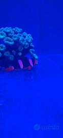 Amphiprion clarkii