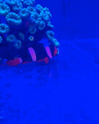 Amphiprion clarkii