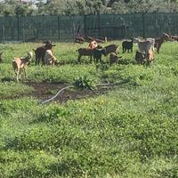 Capre incrocio morgiane, maltesi